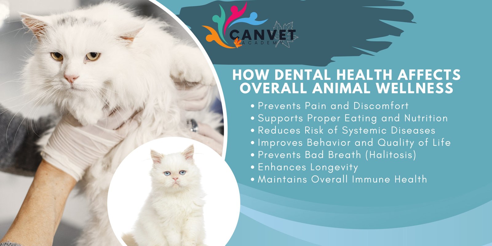 The Crucial Role of Veterinary Dental Health in Animal Care